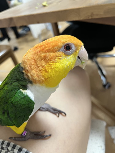 ぽぽくんとひまちゃん