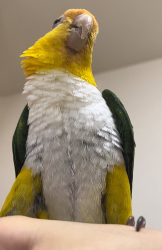 ぽぽくんとひまちゃん