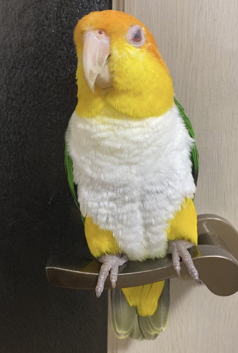 ぽぽくんとひまちゃん