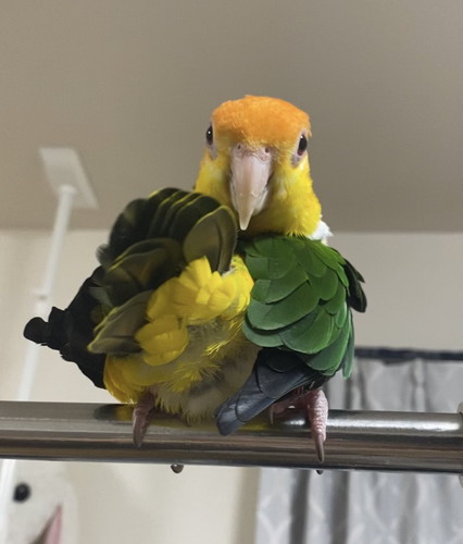 ぽぽくんとひまちゃん