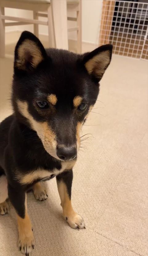 お座りして下の方見てる柴犬