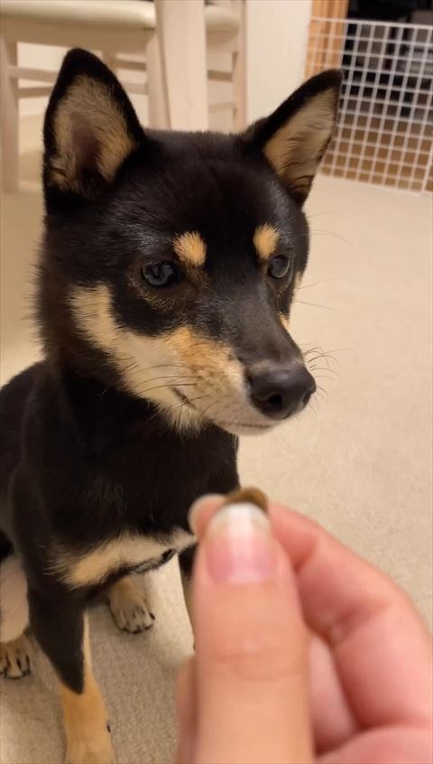 カリカリを見る柴犬