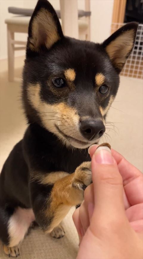 手でおさえながらおやつ近くで見る