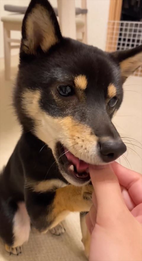 おやつ食べるワンコ