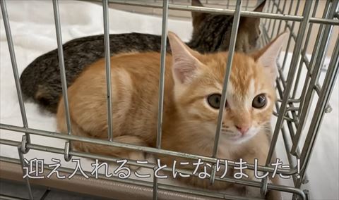 迎え入れることになりましたテロップ