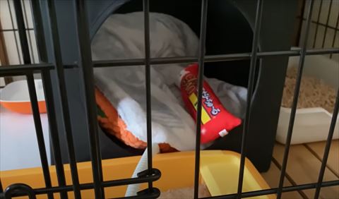 ケージの中のハウスアップ
