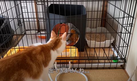 出てきませんねテロップ