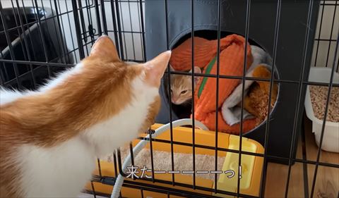 ひょっこり顔出す子猫