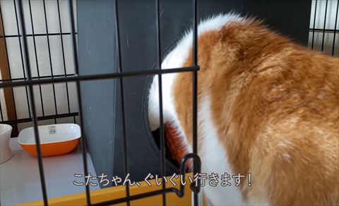 ぐいぐい行きますテロップ