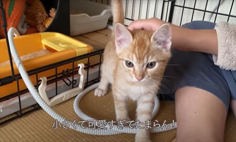 小さくてかわいくてたまらんテロップ