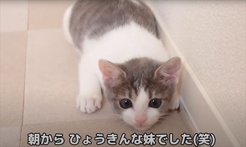 伏せする子猫