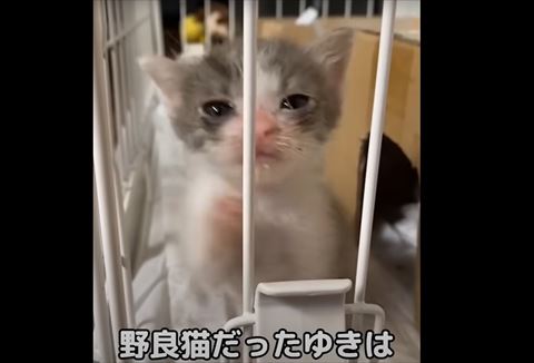 野良猫だったテロップ