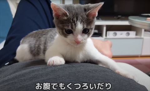 おなかの上にいる子猫