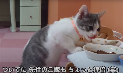 ごはんを立って食べる子猫