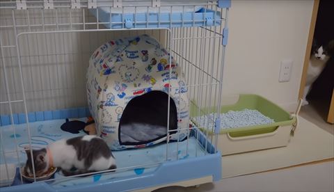 子猫を観察する成猫