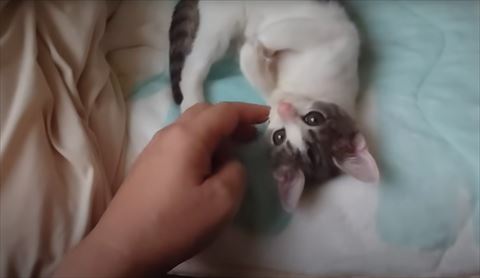 布団にいる子猫