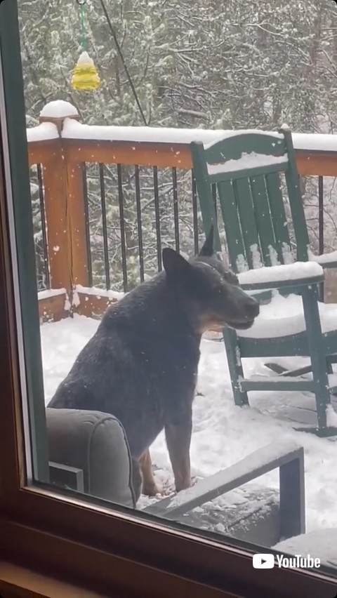 飼い主を見る犬