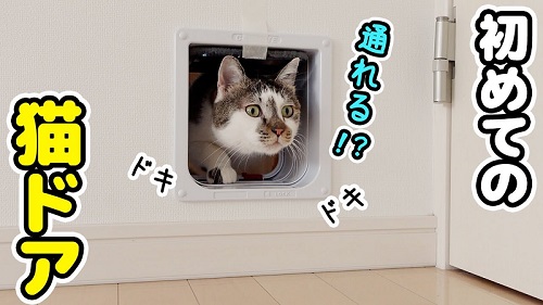 猫ドアと猫ちゃん