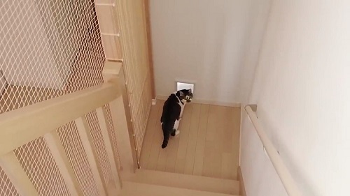 猫ドアを見た猫の反応