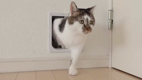 猫ドアを使う猫