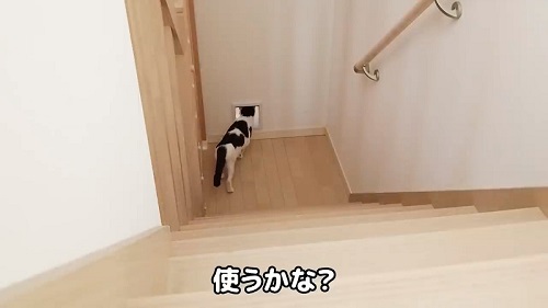 猫ドアに戸惑う猫