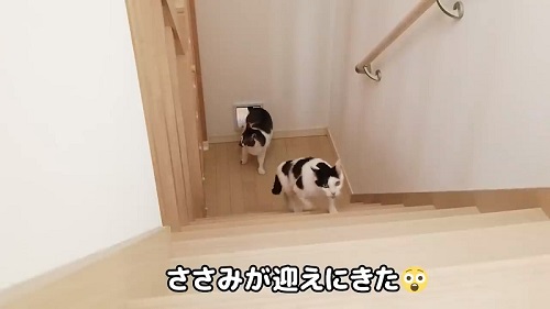 迎えに来た猫