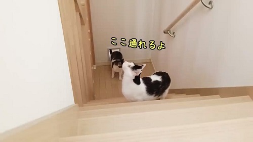 教えてあげる猫