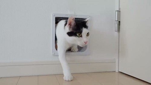 猫ドアをくぐる猫