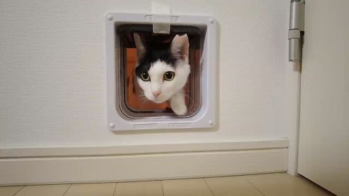 猫ドアを使いこなす猫