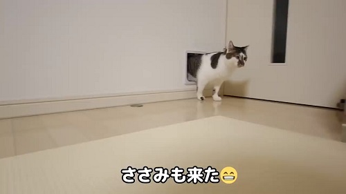 キャットドアと猫