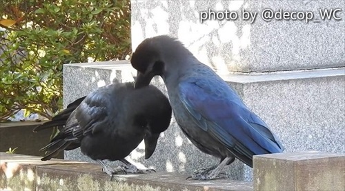 右のカラスが左のカラスの首の後ろをツンツン