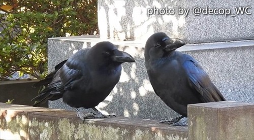 かわいすぎてしんどいカラス