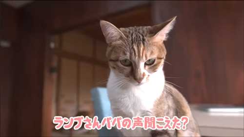 パパに甘える子猫