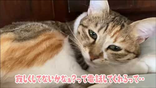 子猫に声をかけるパパ