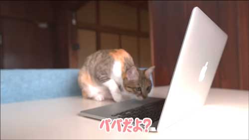 ランプちゃんの反応