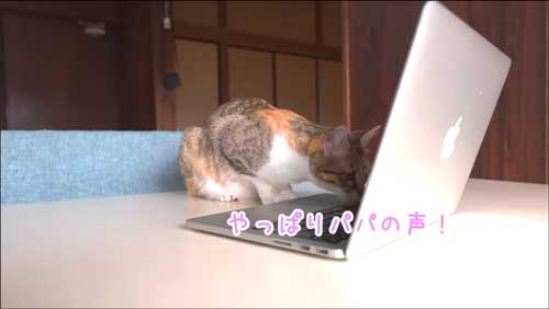 映像に気づいた子猫