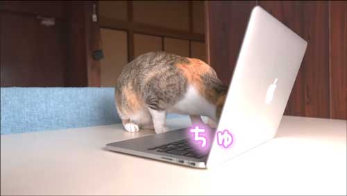 顔を寄せる子猫