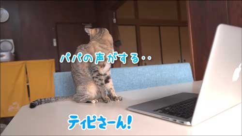 キョロキョロする子猫