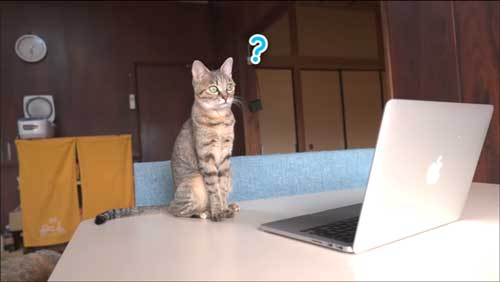 不思議そうな子猫