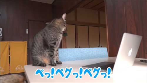 猫 パパ ビデオ通話 画面越し 甘える 子猫