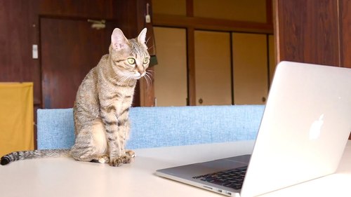 パパ大好き子猫