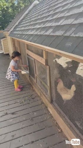 「Little Girl Lets Out Chickens and Feeds Them - 1380051」