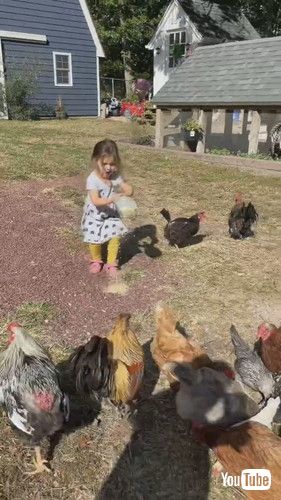 「Little Girl Lets Out Chickens and Feeds Them - 1380051」
