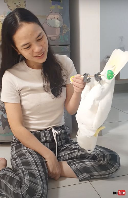 筋トレに励むオウム