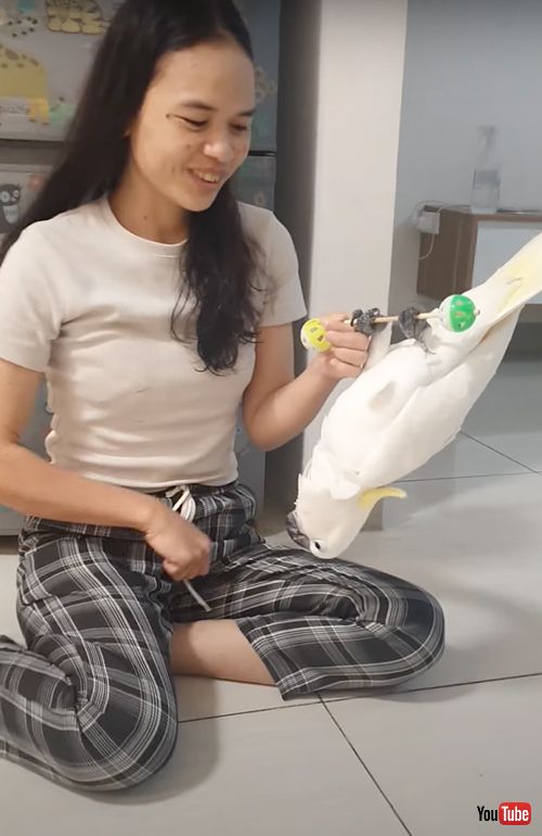 筋トレに励むオウム