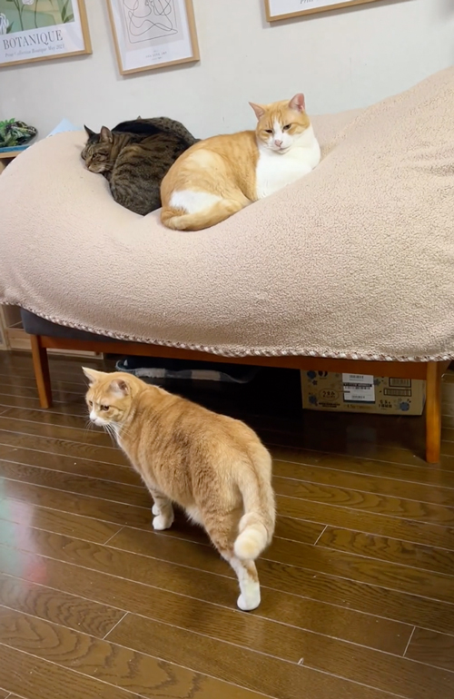 クッション転倒ハプニング