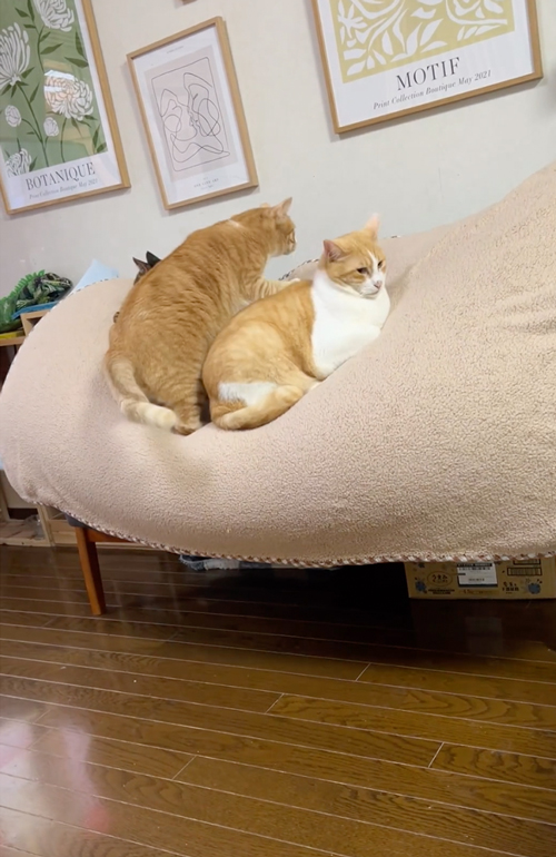 クッション転倒ハプニング