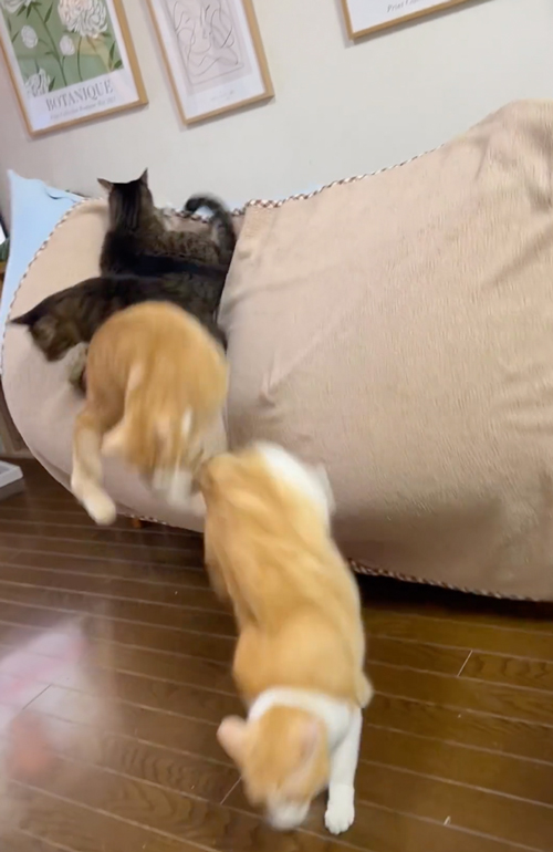 クッション転倒ハプニング