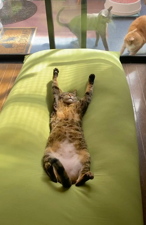 バンくんとハクくん