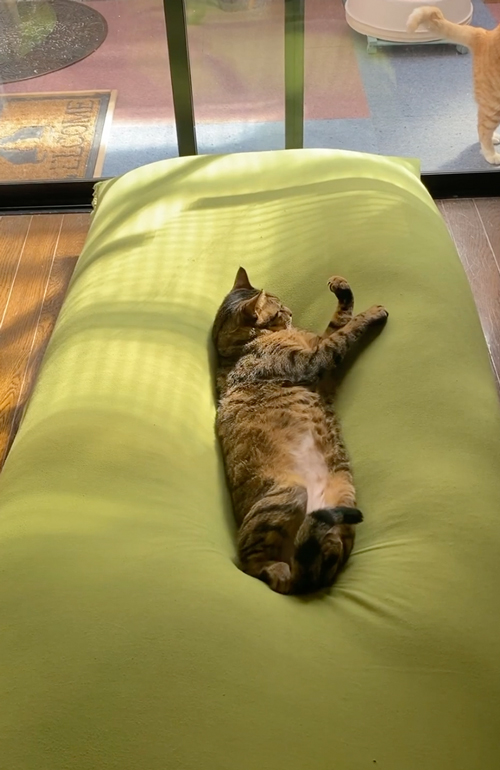 バンくんとハクくん